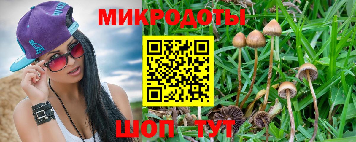 Псилоцибиновые грибы мицелий Ставрополь